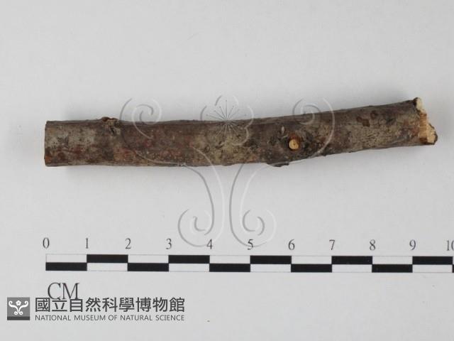 筍殼菌屬藏品圖，第1張