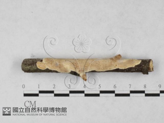 刺皮菌屬藏品圖，第1張