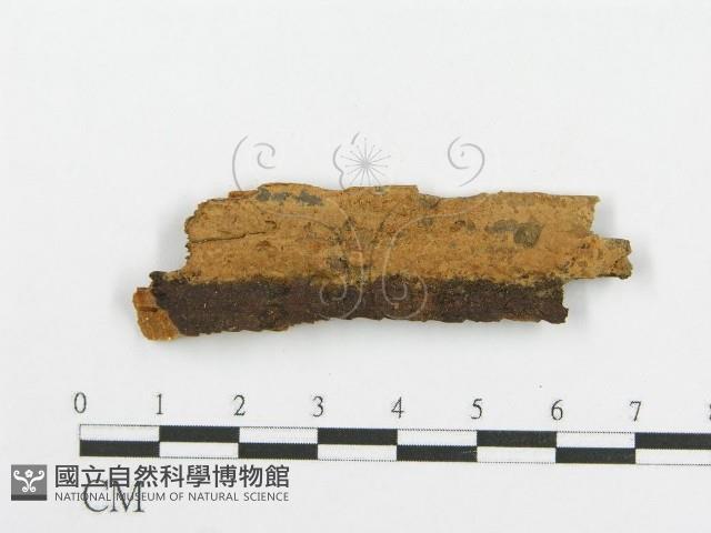 登錄號:F0017843藏品圖，第1張
