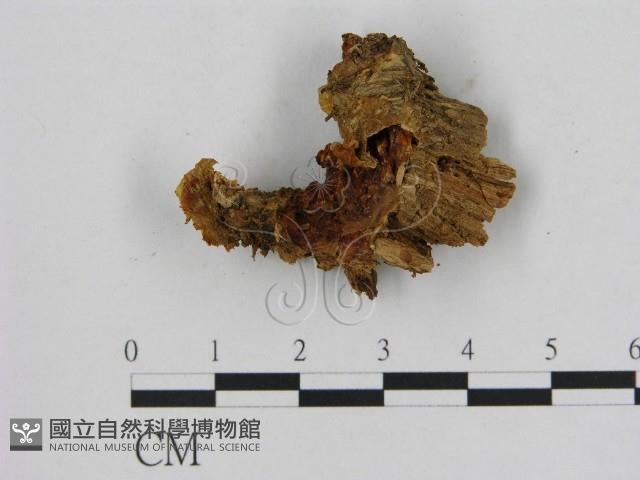 登錄號:F0005843藏品圖，第1張