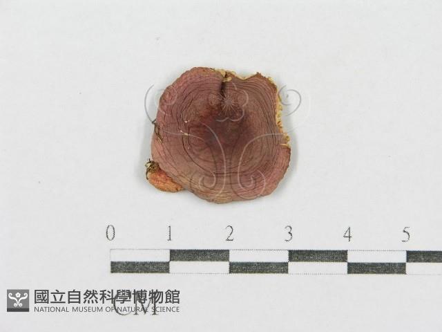 紅菇屬藏品圖，第1張