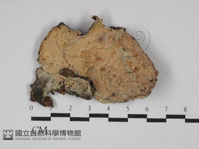 登錄號:F0029843藏品圖，第1張