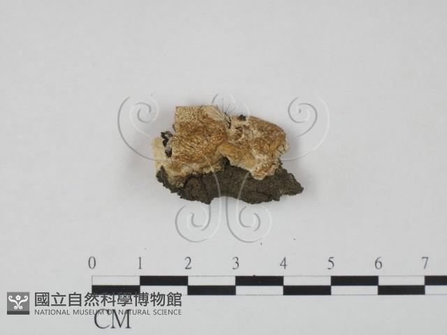 登錄號:F0019843藏品圖，第1張
