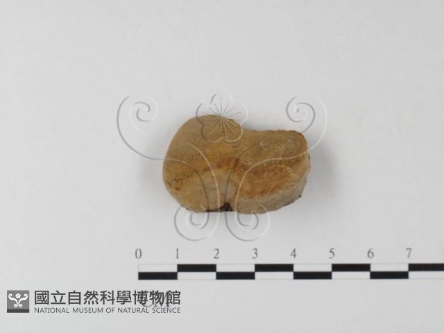 木層孔菌屬藏品圖，第1張