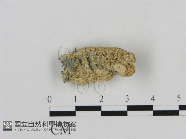 登錄號:F0013843藏品圖，第1張