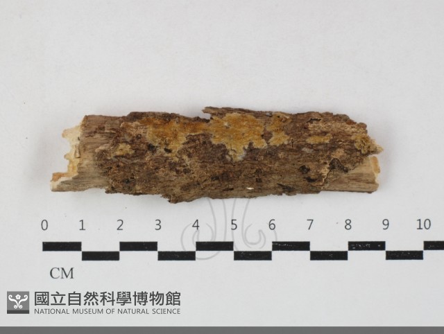 登錄號:F0033843藏品圖，第1張