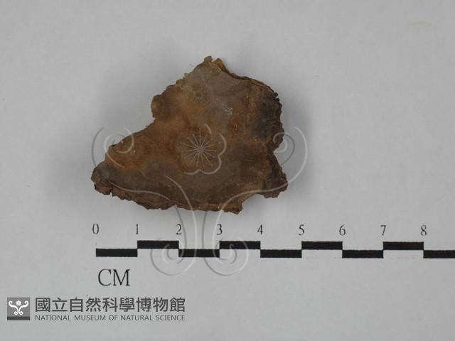 登錄號:F0028943藏品圖，第1張