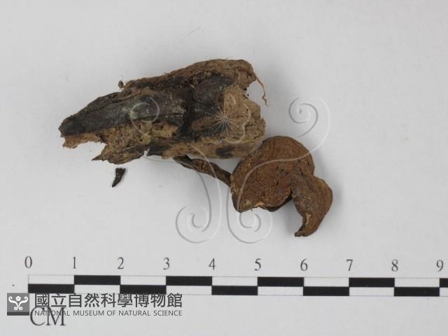 登錄號:F0010943藏品圖，第1張