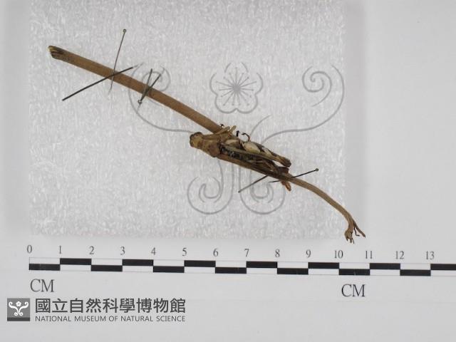 登錄號:F0030943藏品圖，第1張