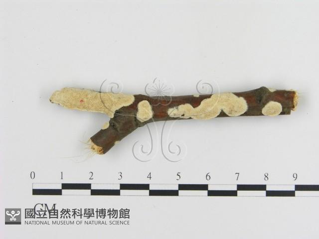 登錄號:F0016943藏品圖，第1張