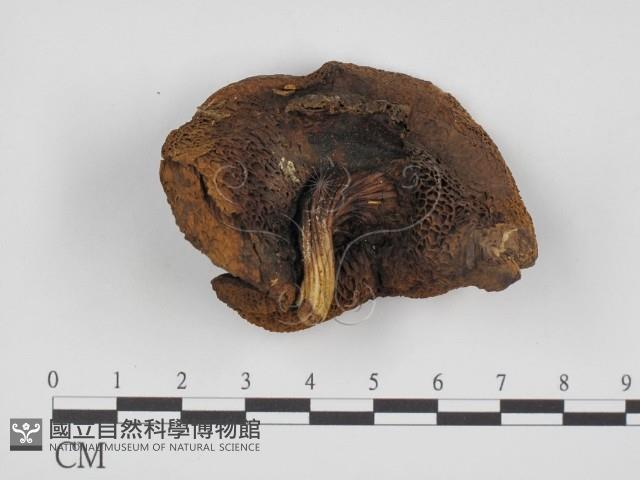 登錄號:F0021943藏品圖，第1張