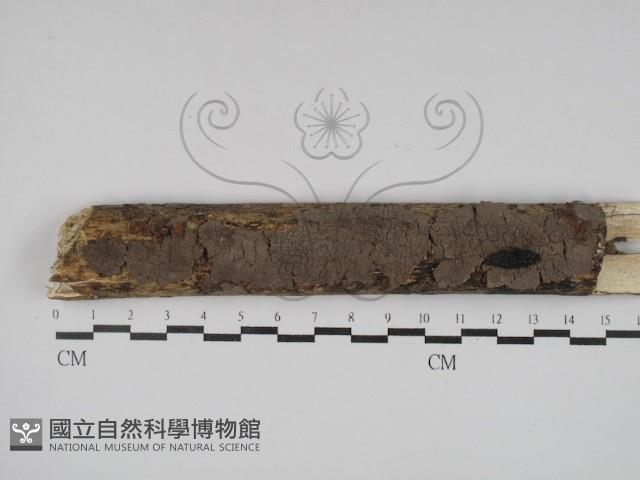 登錄號:F0001943藏品圖，第1張