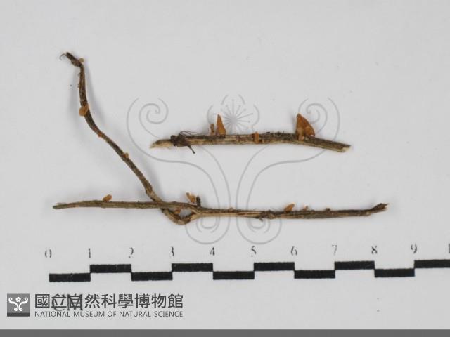 微皮傘屬藏品圖，第1張