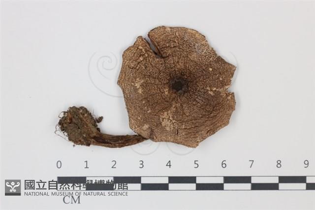 登錄號:F0034943藏品圖，第1張