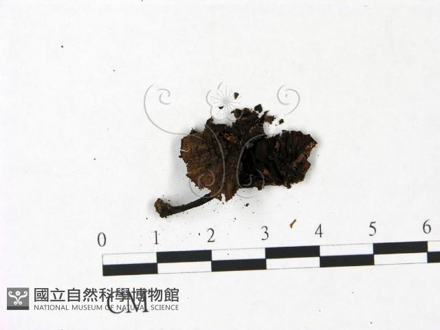 登錄號:F0022943藏品圖，第1張