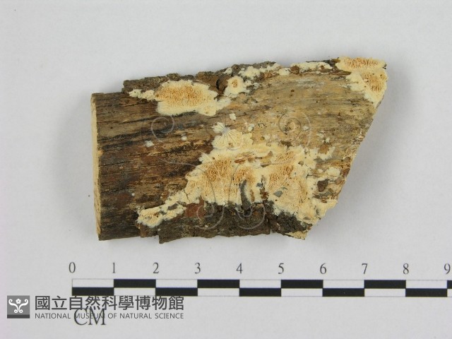 銳孔菌屬藏品圖，第1張
