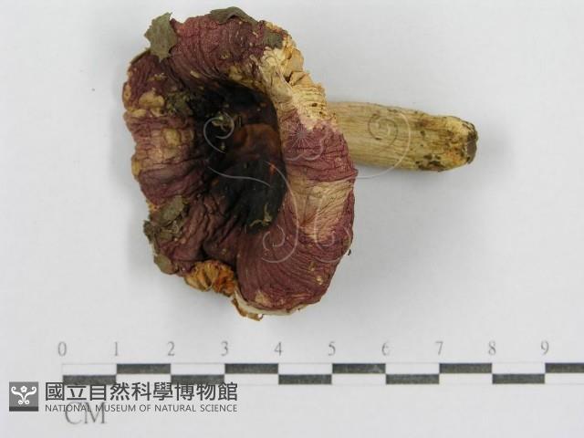 紅菇屬藏品圖，第1張