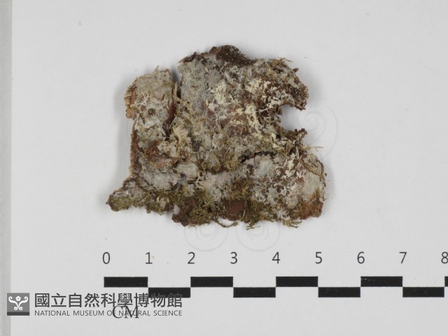 絲齒菌屬藏品圖，第1張