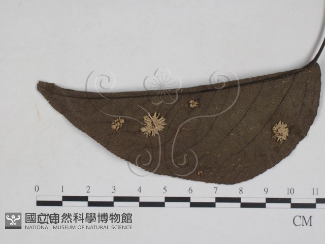 登錄號:F0027943藏品圖，第1張