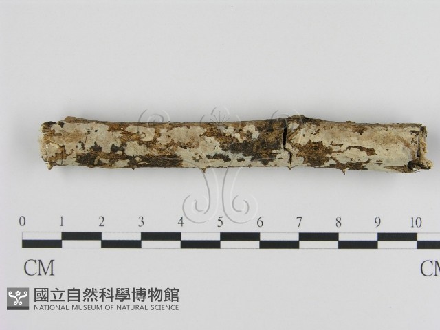 登錄號:F0007943藏品圖，第1張