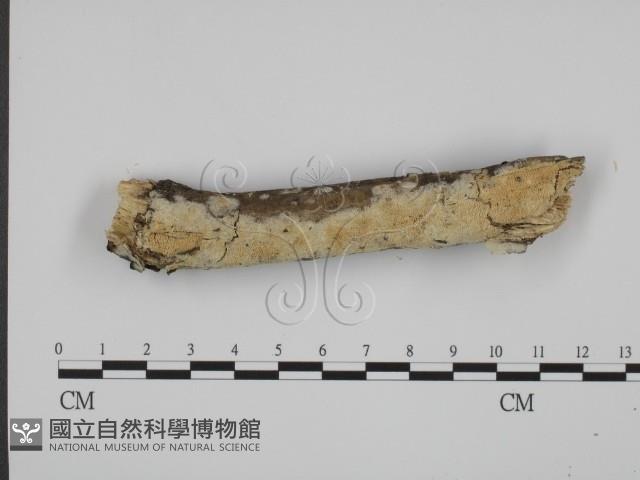 登錄號:F0017943藏品圖，第1張