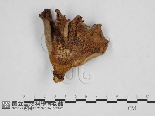 登錄號:F0025943藏品圖，第1張