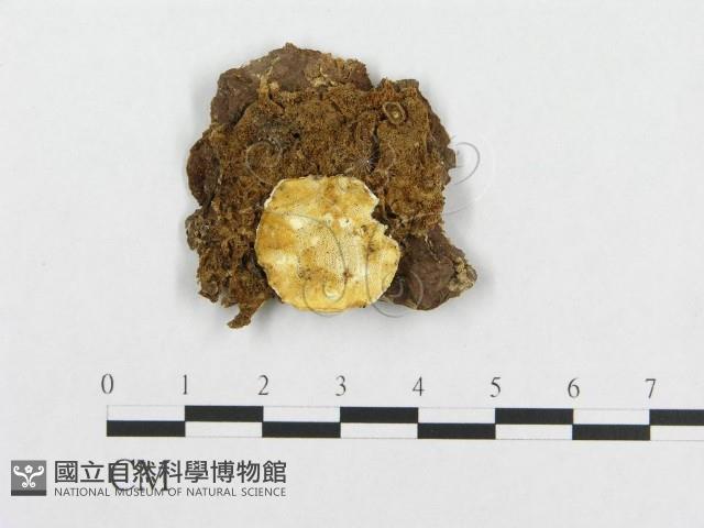 登錄號:F0005943藏品圖，第1張