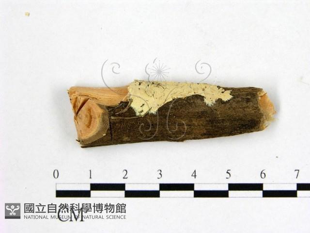 顯絲菌屬藏品圖，第1張