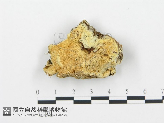 登錄號:F0013943藏品圖，第1張