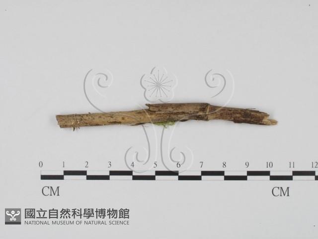 登錄號:F0018643藏品圖，第1張