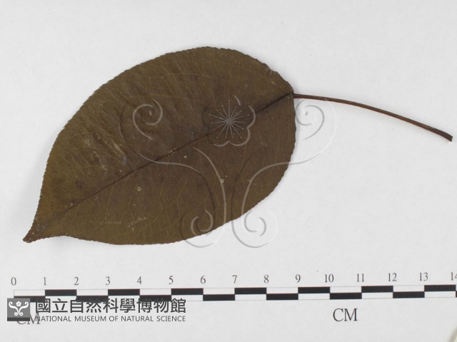登錄號:F0026643藏品圖，第1張