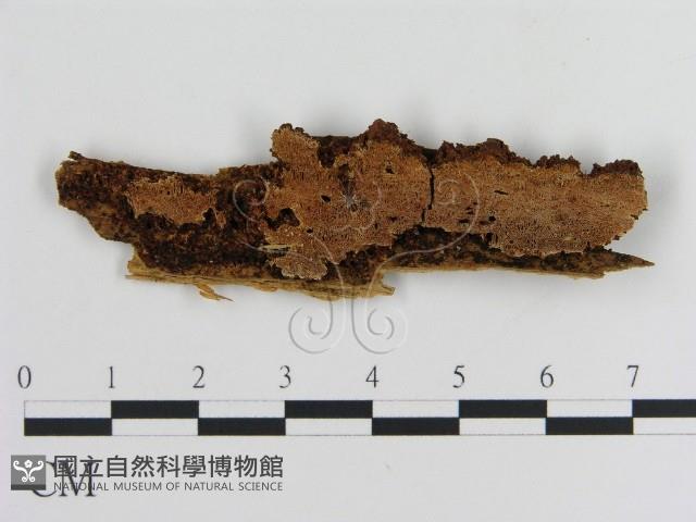 登錄號:F0016643藏品圖，第1張