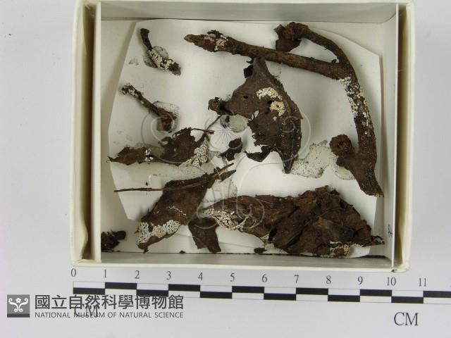 登錄號:F0021643藏品圖，第1張