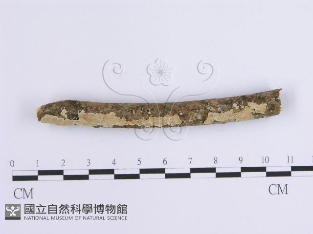登錄號:F0001643藏品圖，第1張