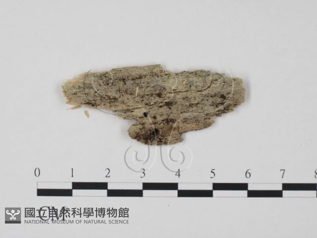 登錄號:F0011643藏品圖，第1張