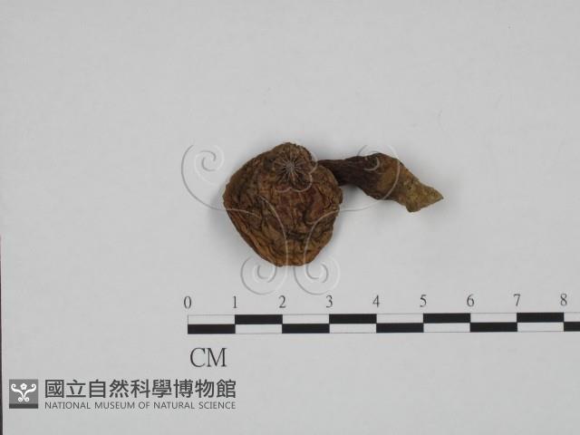 登錄號:F0024643藏品圖，第1張
