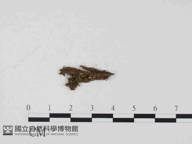登錄號:F0014643藏品圖，第1張