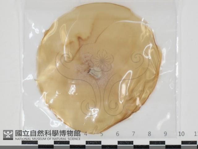 登錄號:F0034643藏品圖，第1張