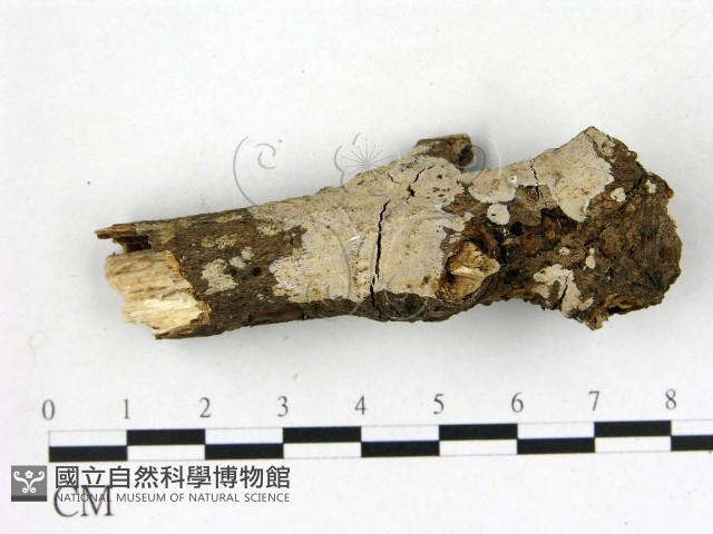 刺皮菌屬藏品圖，第1張