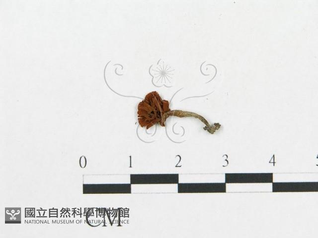 登錄號:F0012643藏品圖，第1張