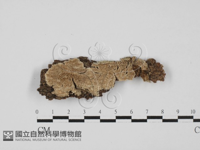 附毛菌屬藏品圖，第1張