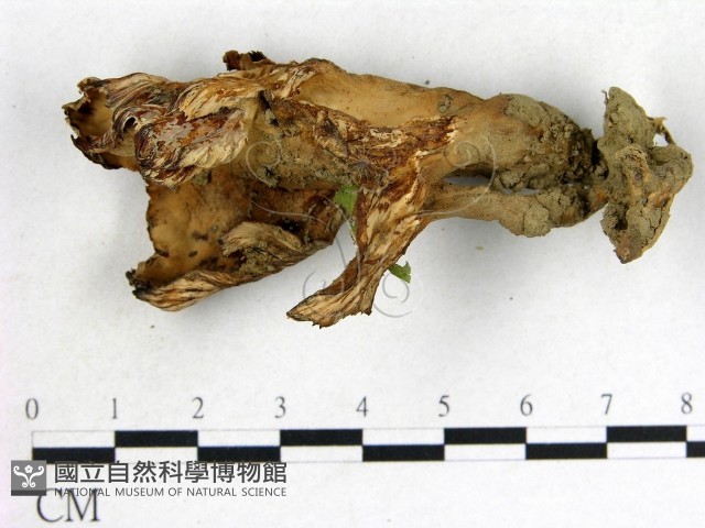 波邊革菌屬藏品圖，第1張