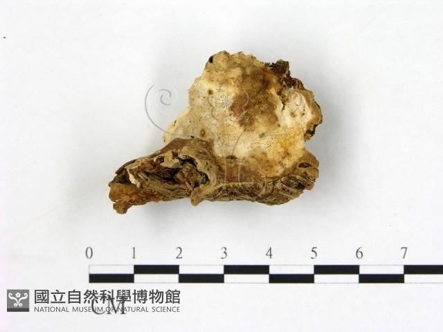 登錄號:F0017643藏品圖，第1張