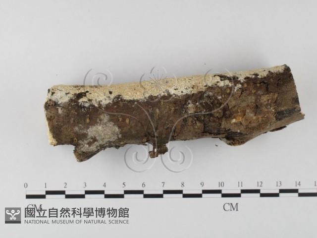 登錄號:F0025643藏品圖，第3張