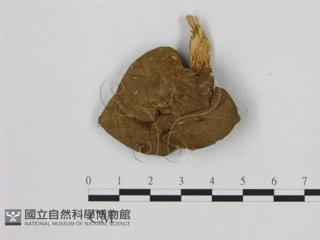 登錄號:F0015643藏品圖，第1張