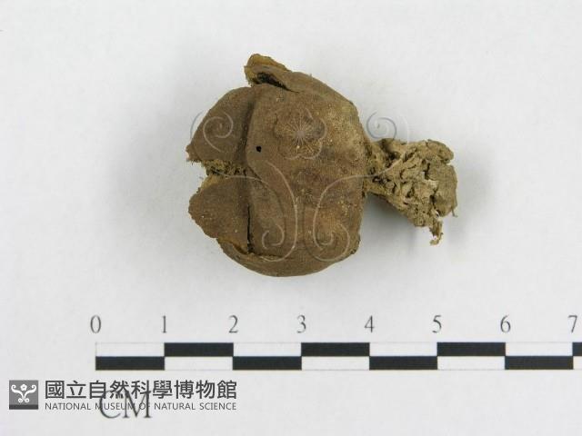 登錄號:F0009643藏品圖，第1張