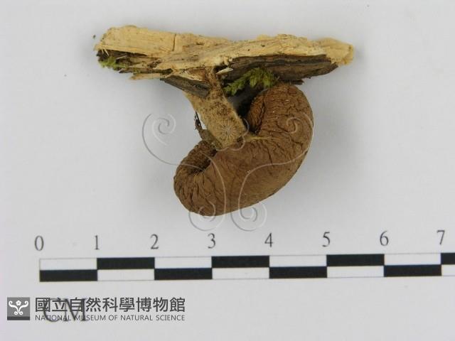 登錄號:F0003643藏品圖，第1張