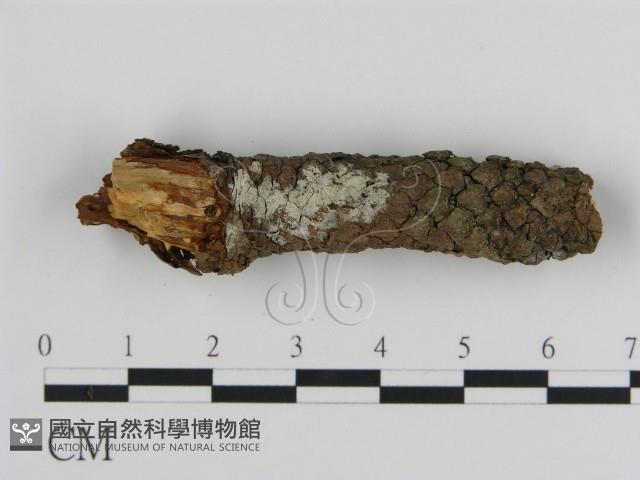 絲皮菌屬藏品圖，第1張