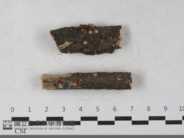 登錄號:F0033643藏品圖，第1張