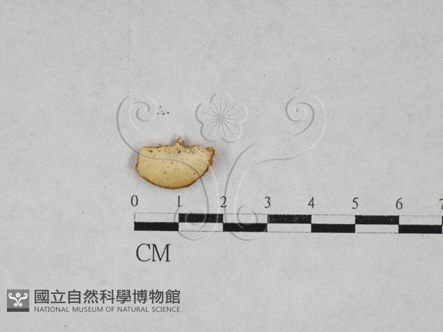 多孔菌屬藏品圖，第1張